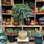 Schefflera op stam