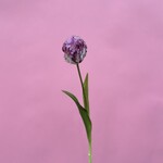 Zijden bloem - Tulp fuchsia - small