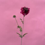 Zijden bloem - Scabiosa