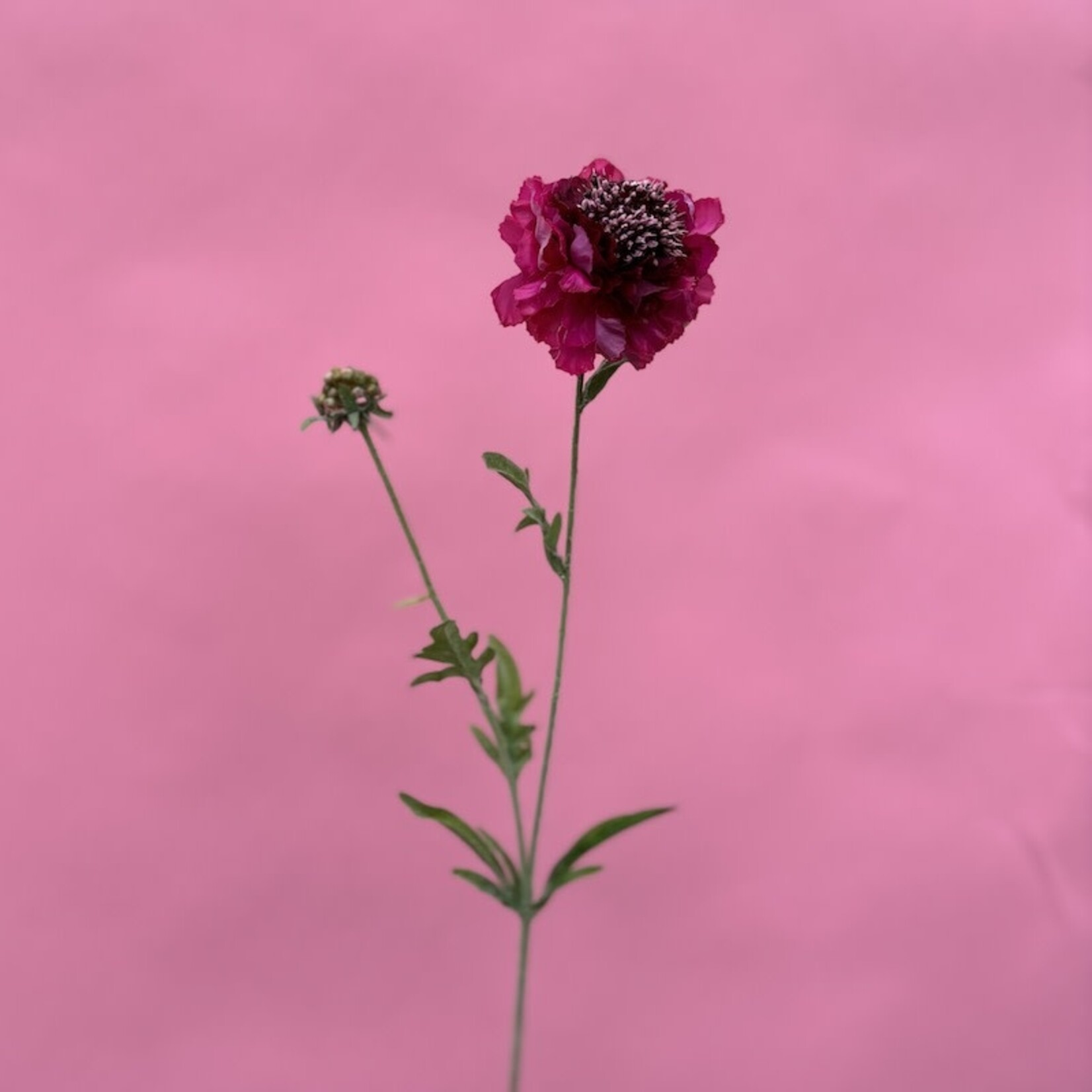 Zijden bloem - Scabiosa