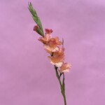 Zijden bloem - Gladiolus peach