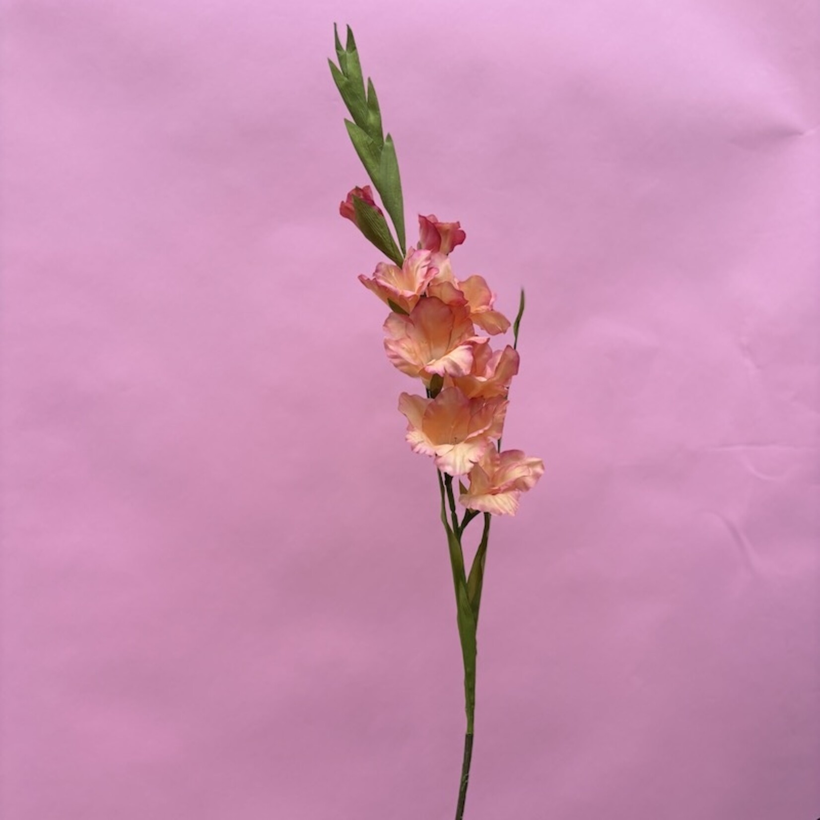 Zijden bloem - Gladiolus peach