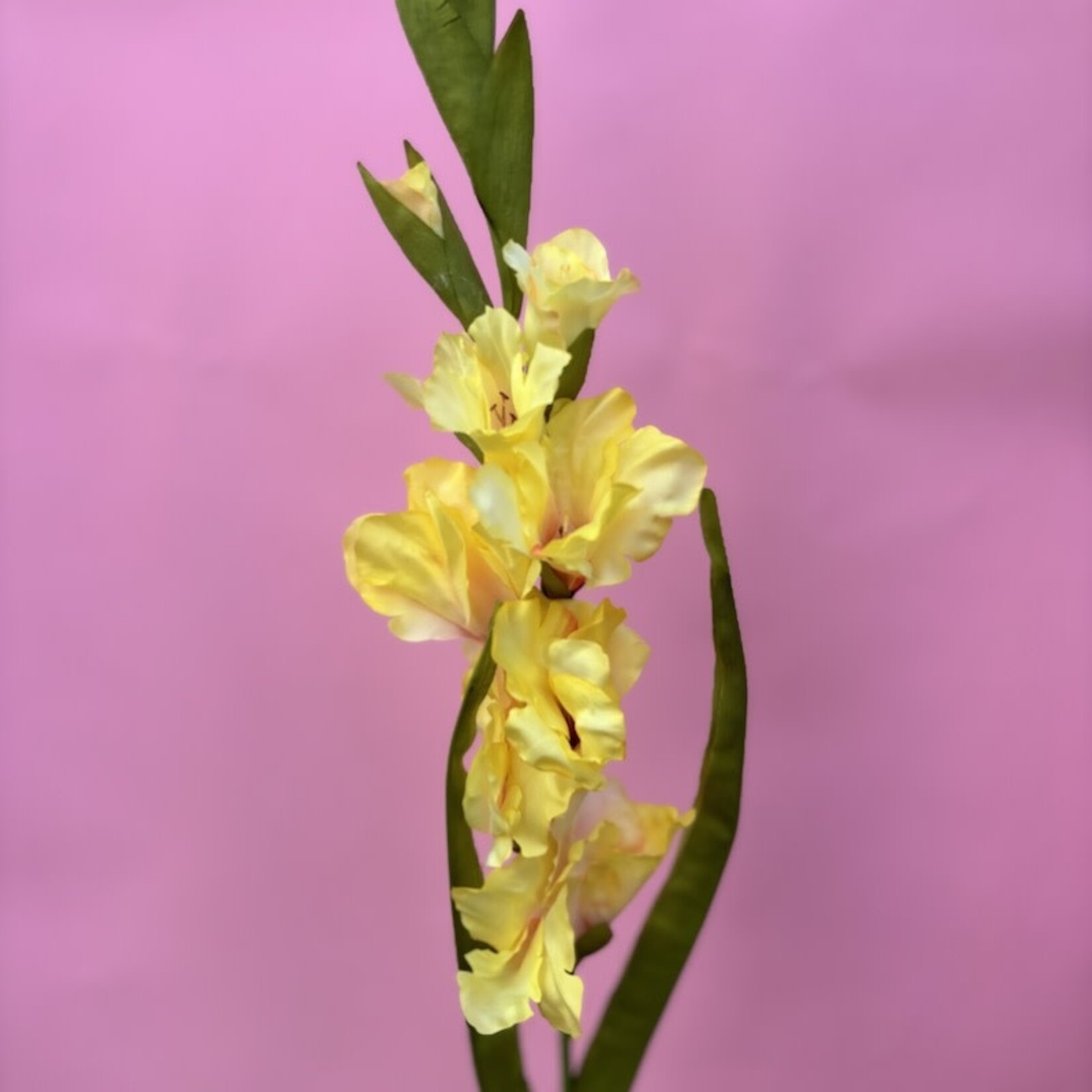 Zijden bloem - Gladiolus geel