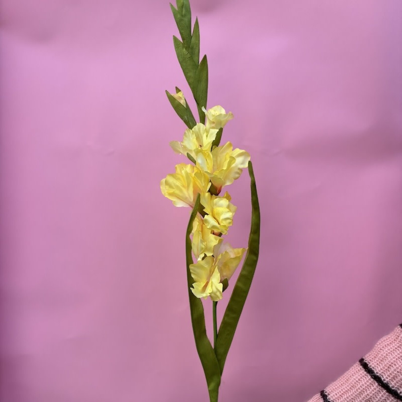 Zijden bloem - Gladiolus geel