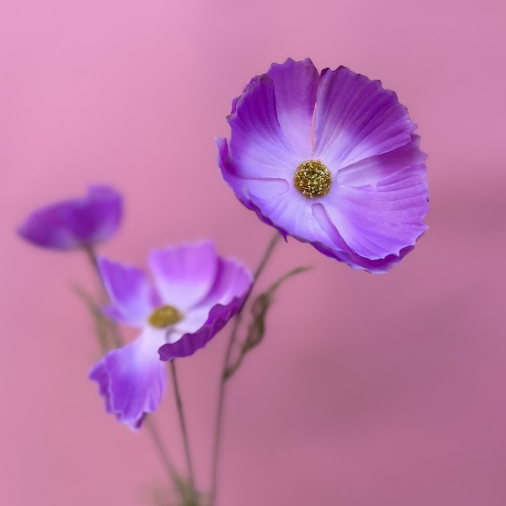 Zijden bloem - Cosmos lila
