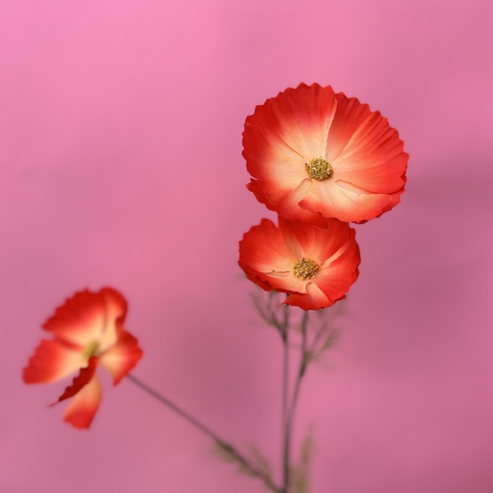 Zijden bloem - Cosmos rood