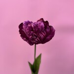 Zijden bloem - Tulp fuchsia - medium