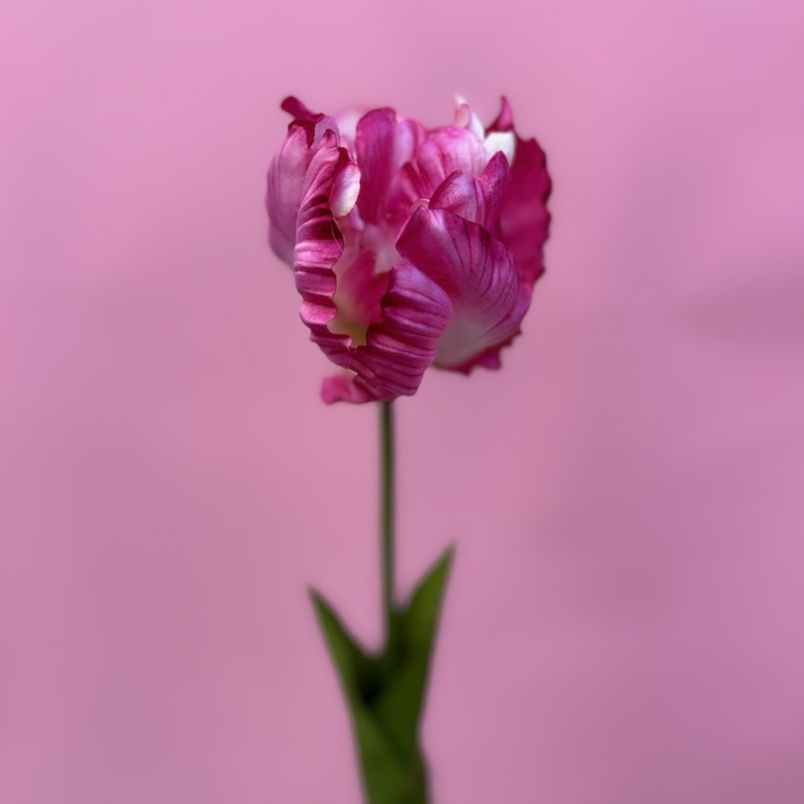 Zijden bloem - Tulp roze/wit - medium