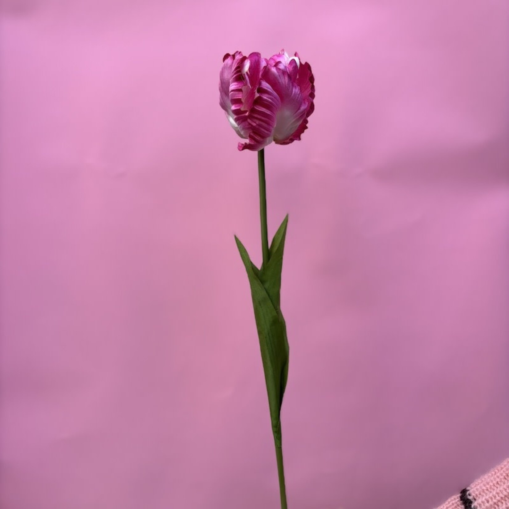 Zijden bloem - Tulp roze/wit - medium