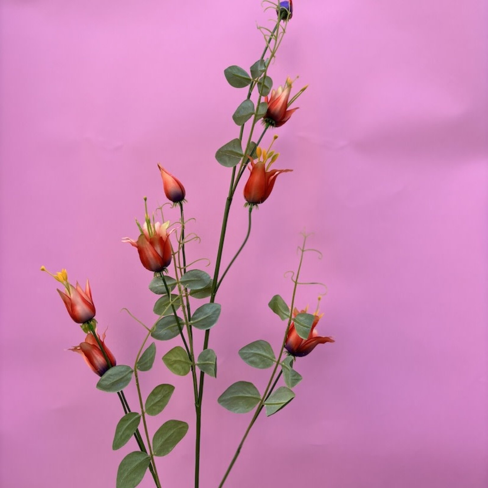 Zijden bloem - Clematis oranje