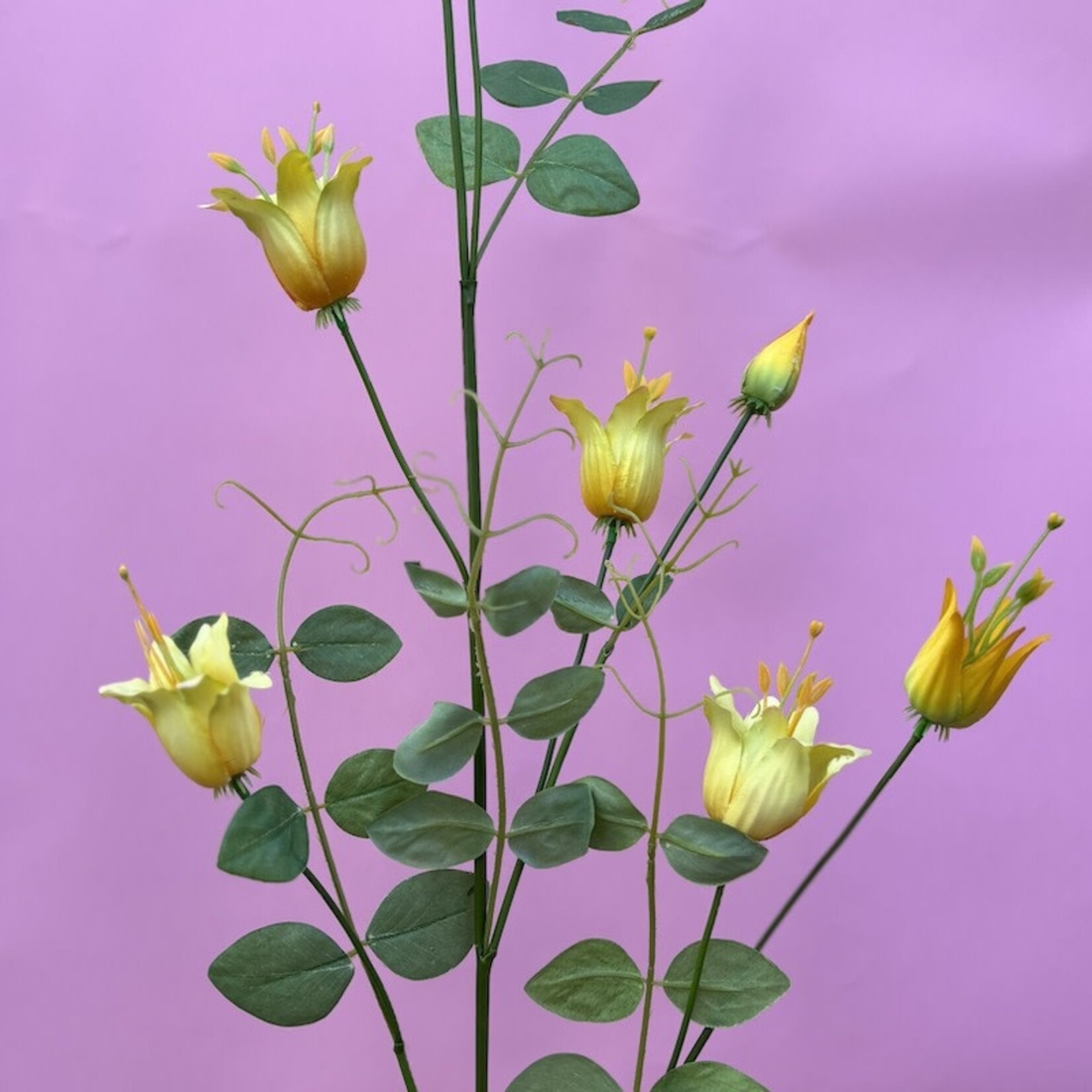 Zijden bloem - Clematis geel