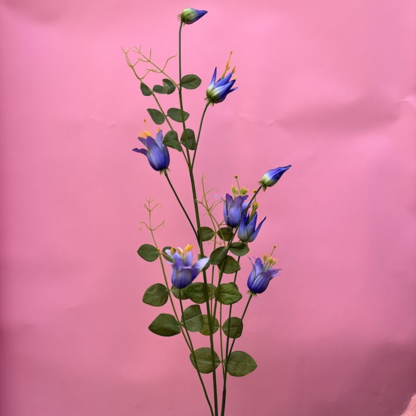 Zijden bloem - Clematis paars/blauw