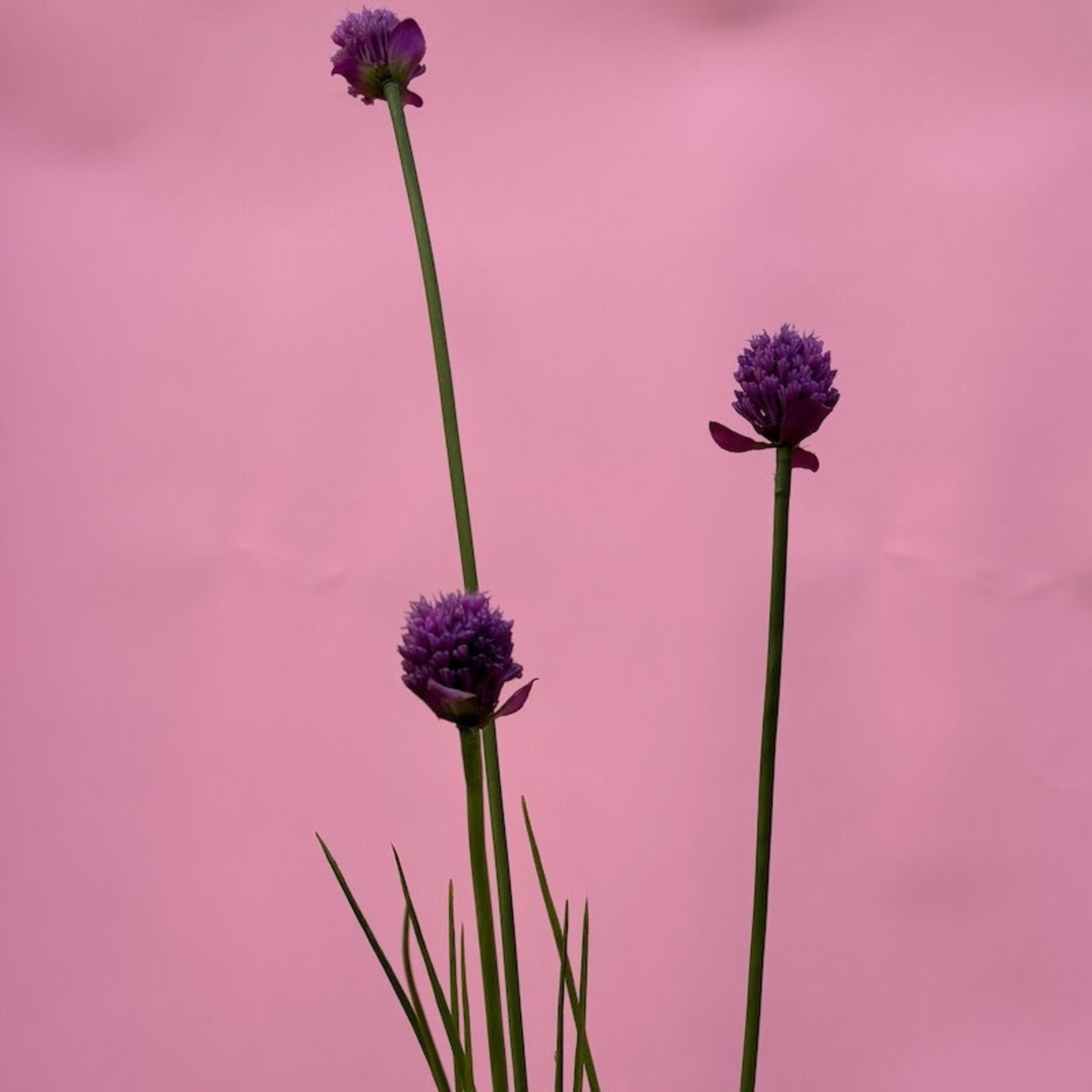 Zijden bloem - Allium paars