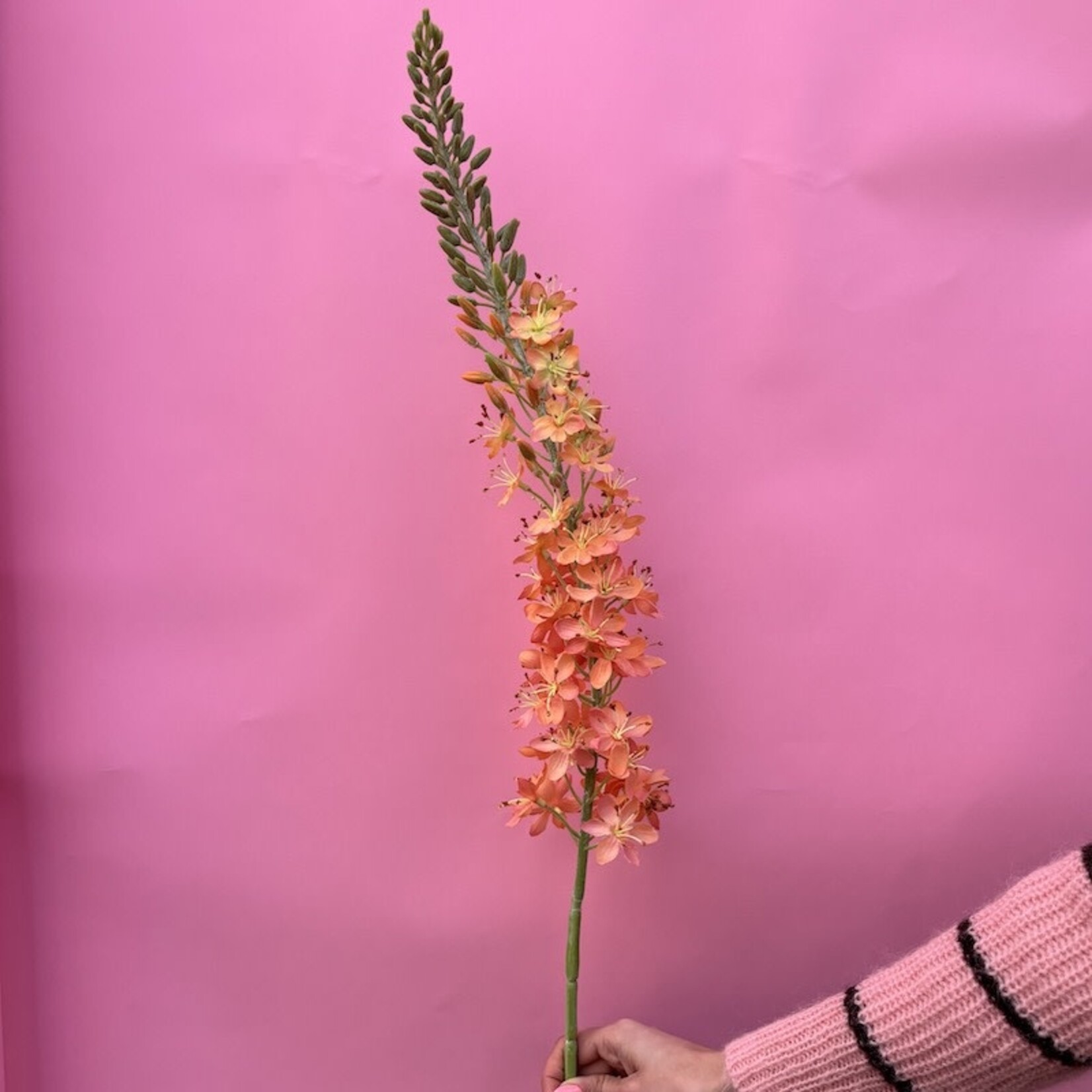 Zijden bloem - Delphinium peach