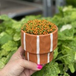 Nertera in oranje pot