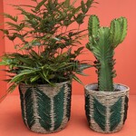 Rotan mand Wavy - groen