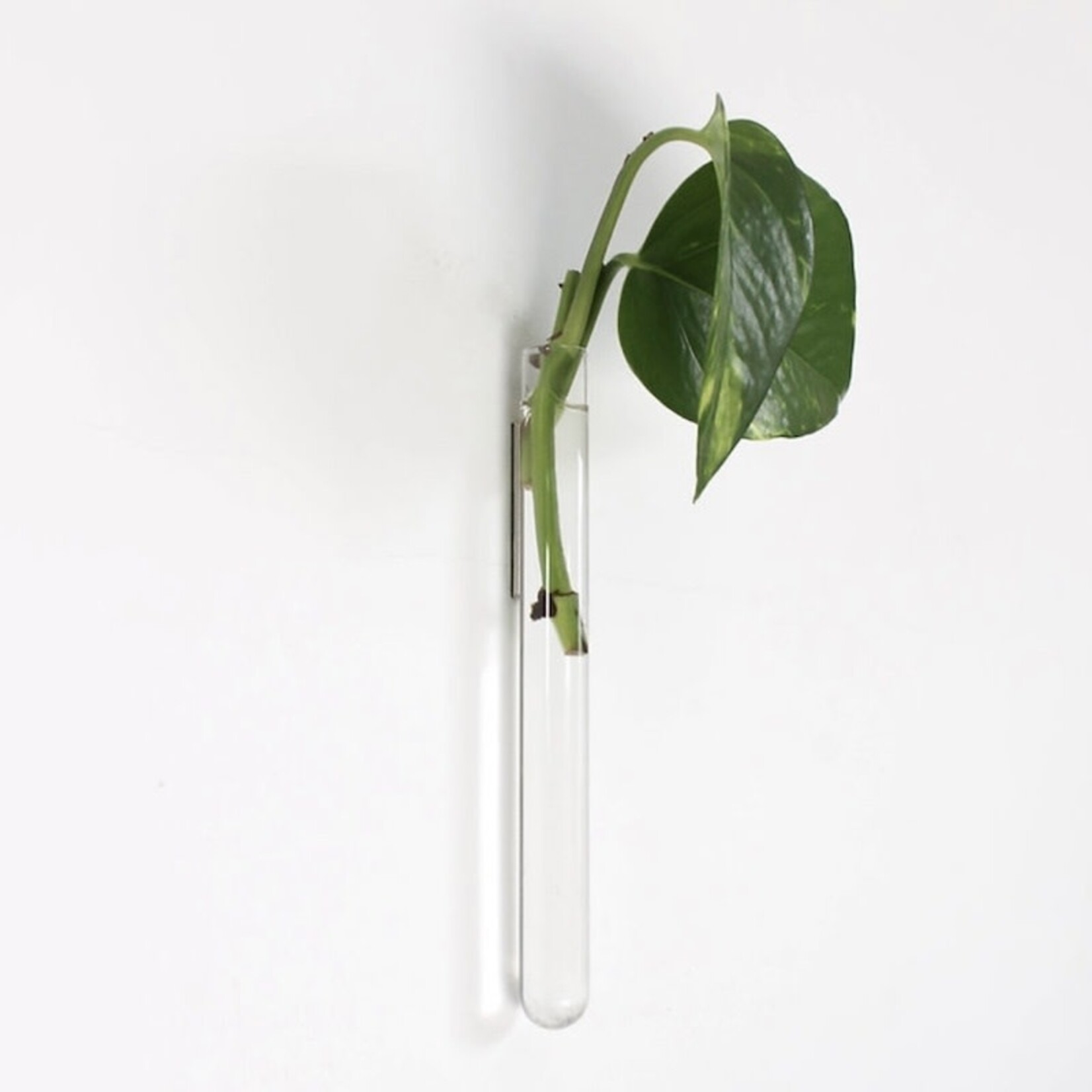 Muurbloempjes 1 planthanger - transparant