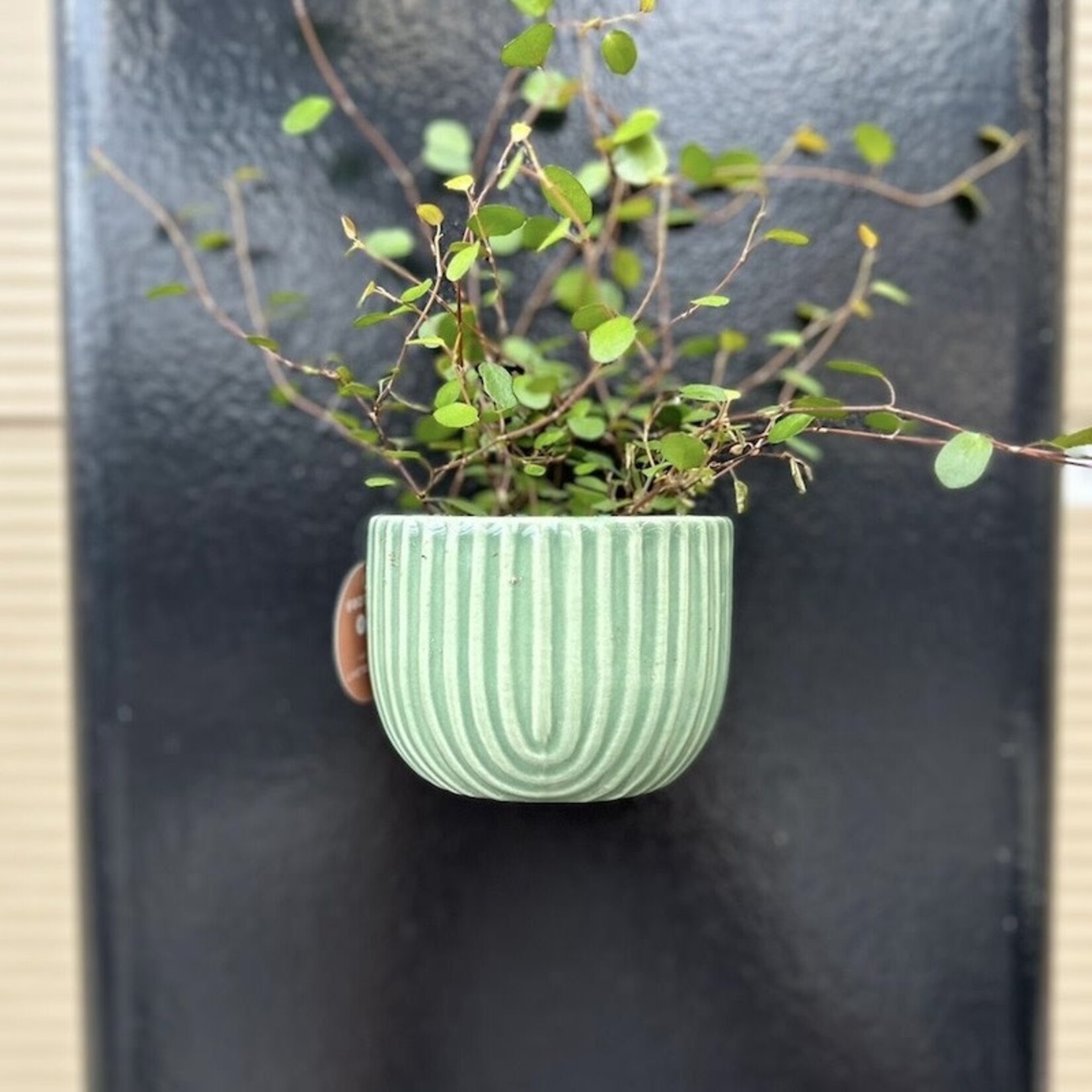 Potje magnetisch - pastel