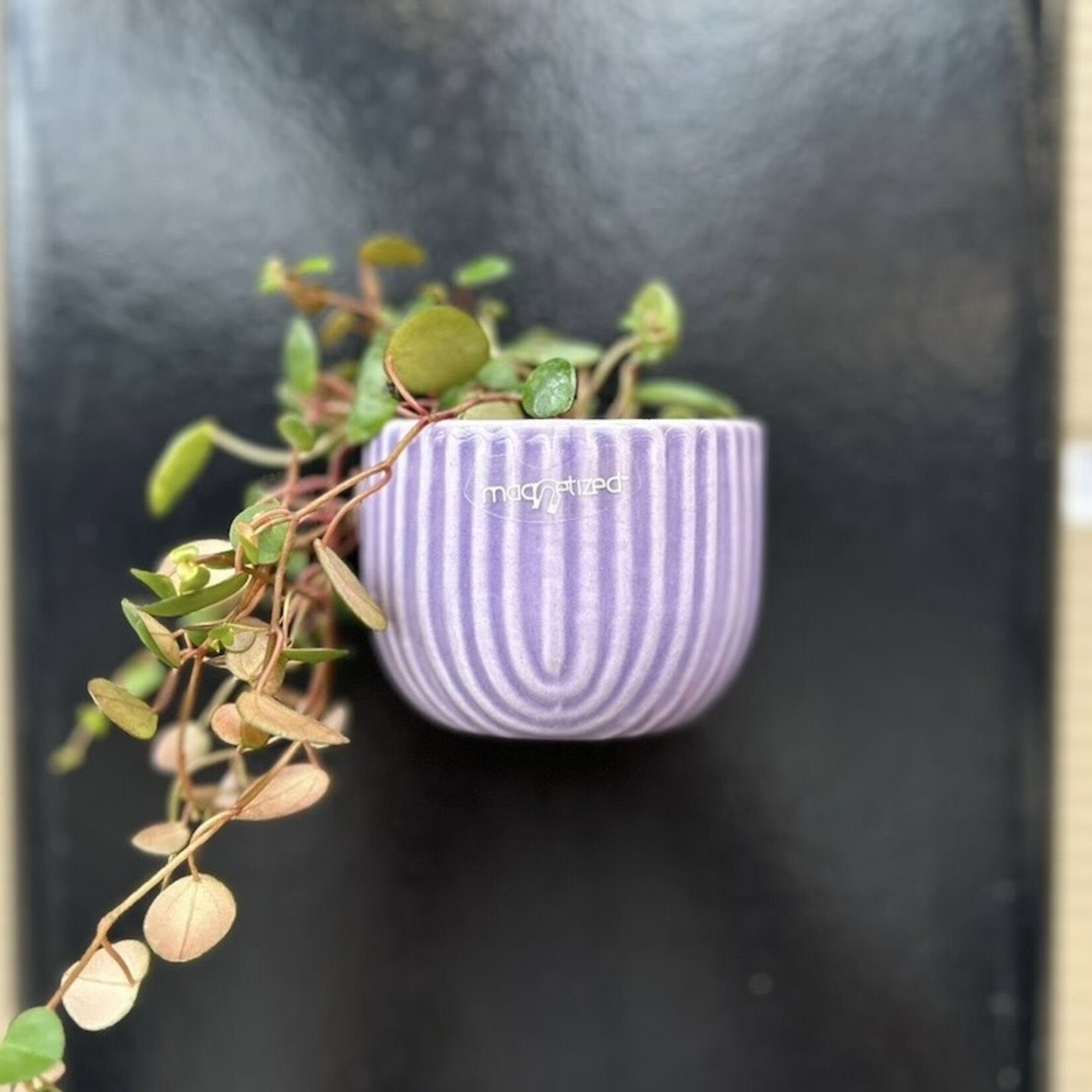 Potje magnetisch - pastel