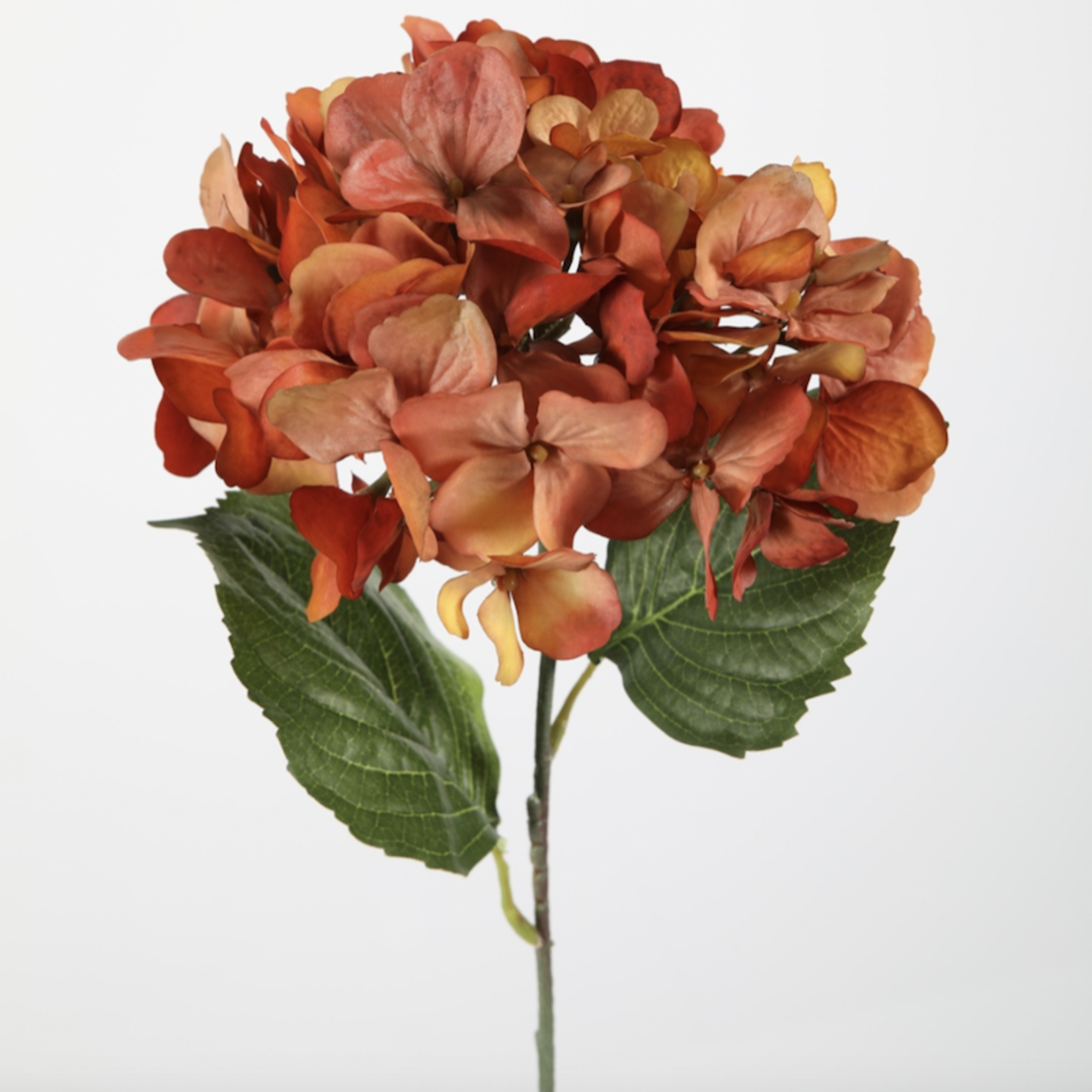 Zijden bloem - Hydrangea oranje