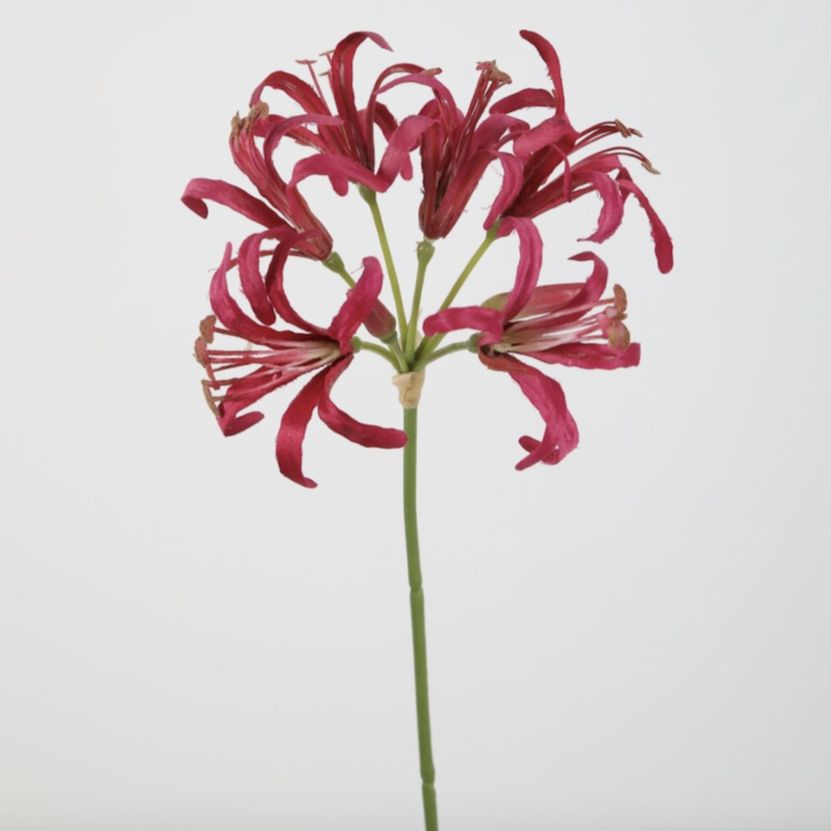 Zijden bloem - Nerine rood