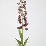 Zijden bloem - Fritillaria Persica paars