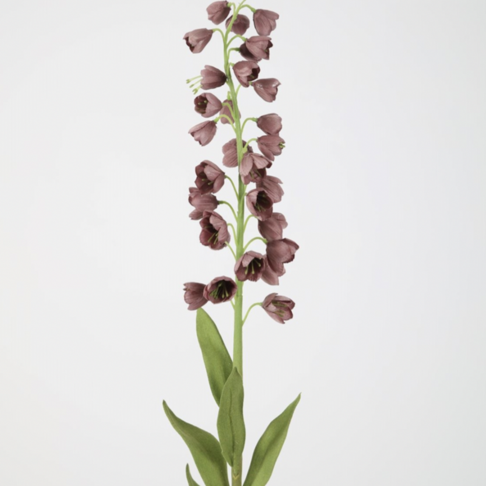 Zijden bloem - Fritillaria Persica paars