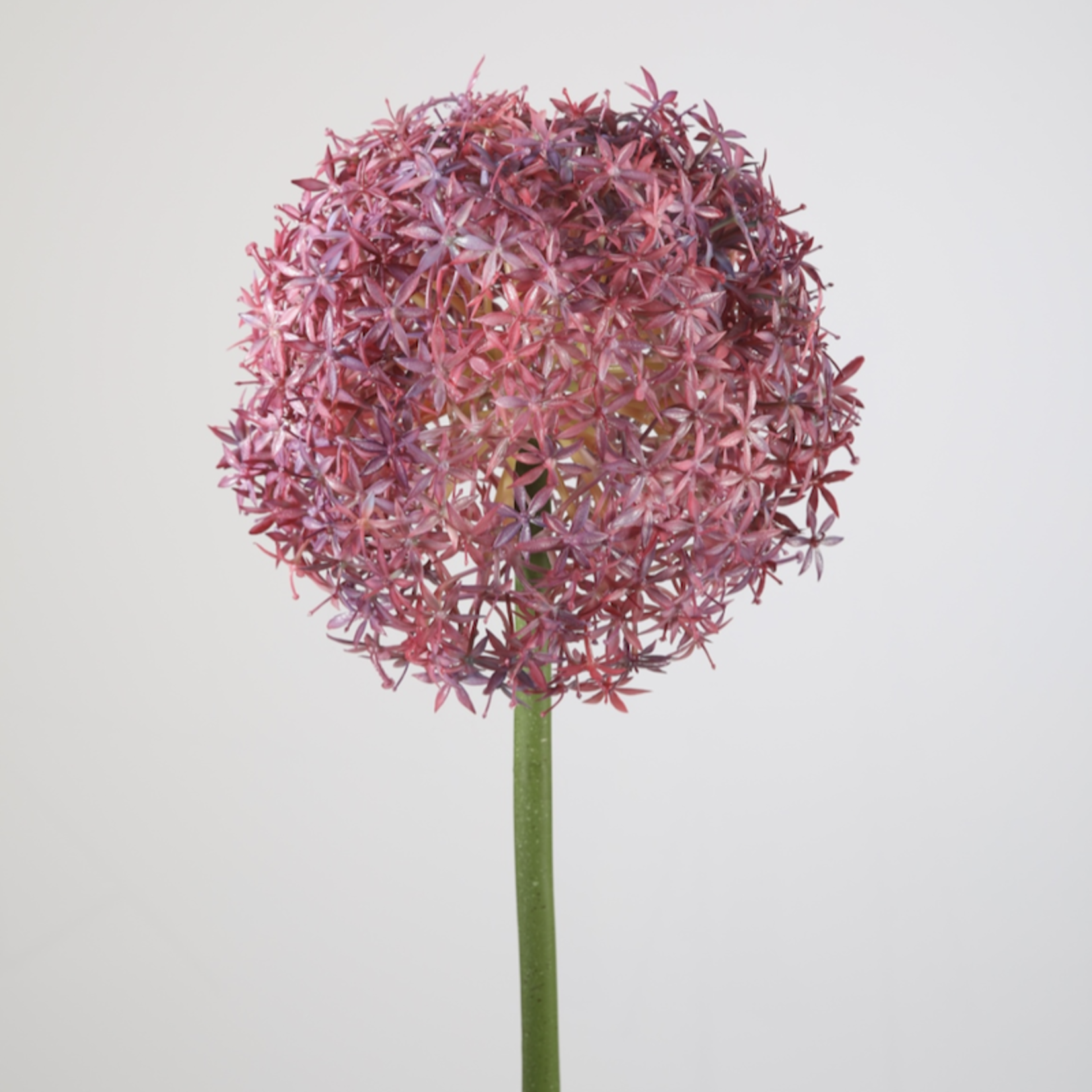 Zijden bloem - Allium Single stem roze