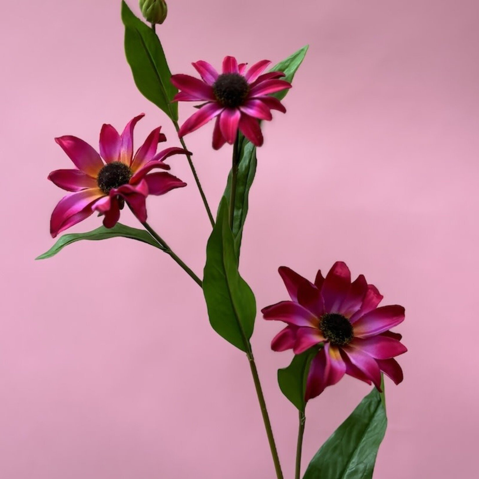 Zijden bloem - Black Eyes Susan fuchsia