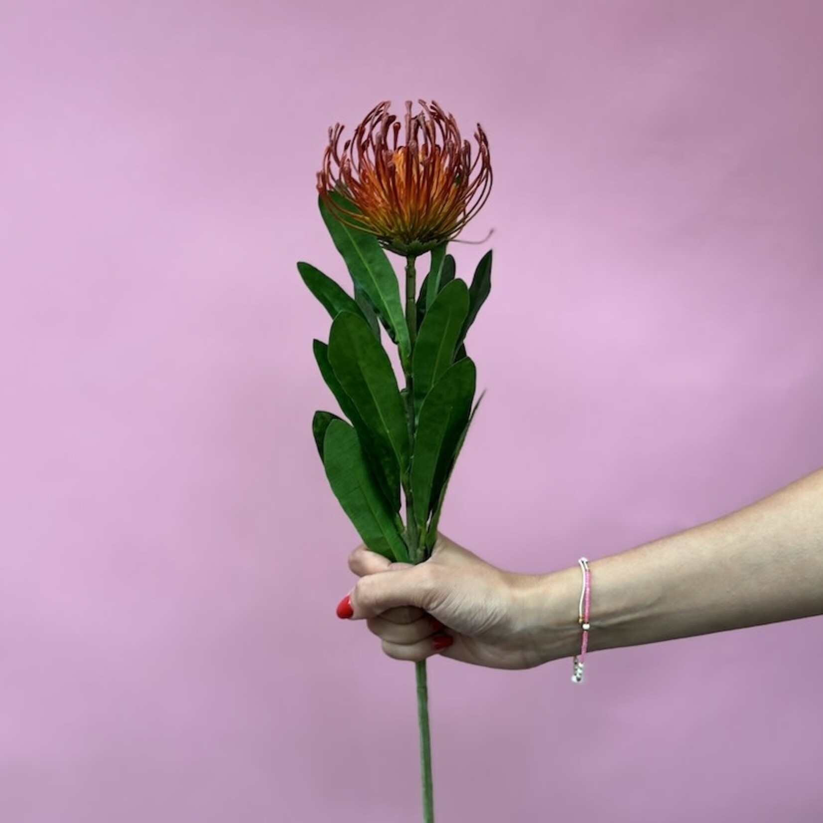 Zijden bloem - Leucospermum roze/oranje