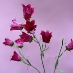 Zijden bloen - Campanula roze/fuchsia