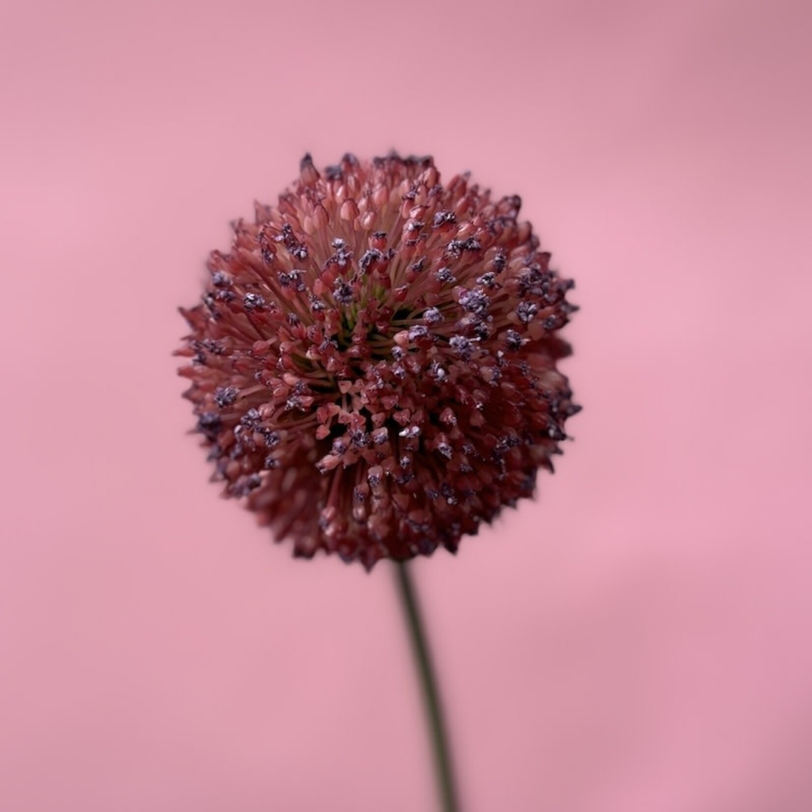 Zijden bloem - Allium Single stem rood