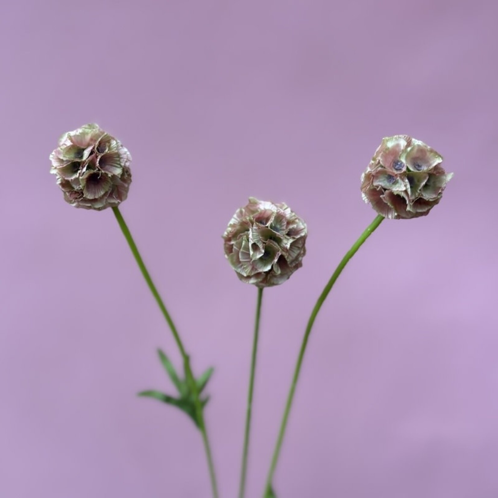 Zijden bloem - Scabiosa zalm roze