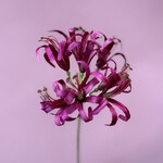 Zijden bloem - Nerine rood