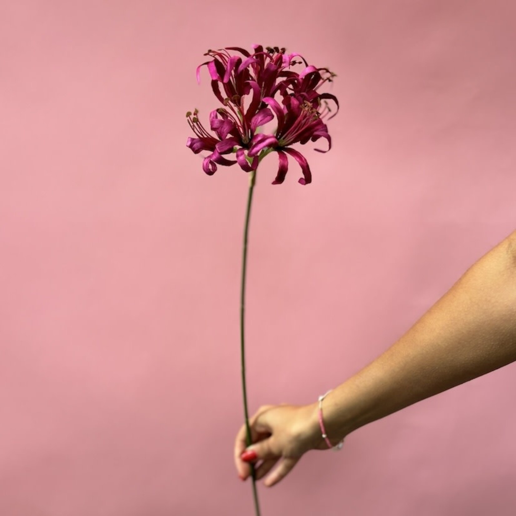 Zijden bloem - Nerine rood