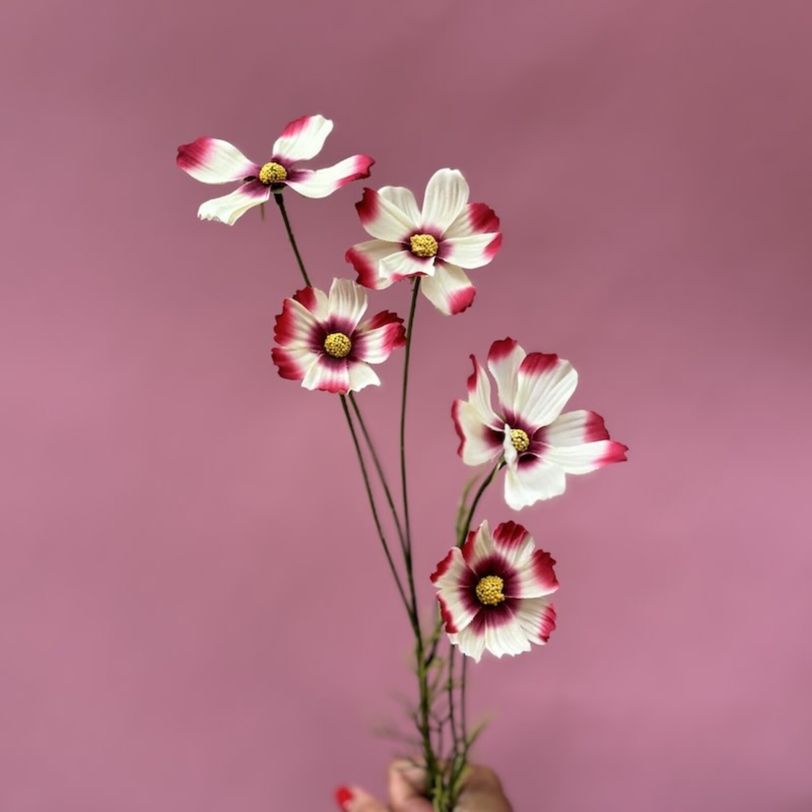 Zijden bloem - Cosmos spray bordeaux/wit