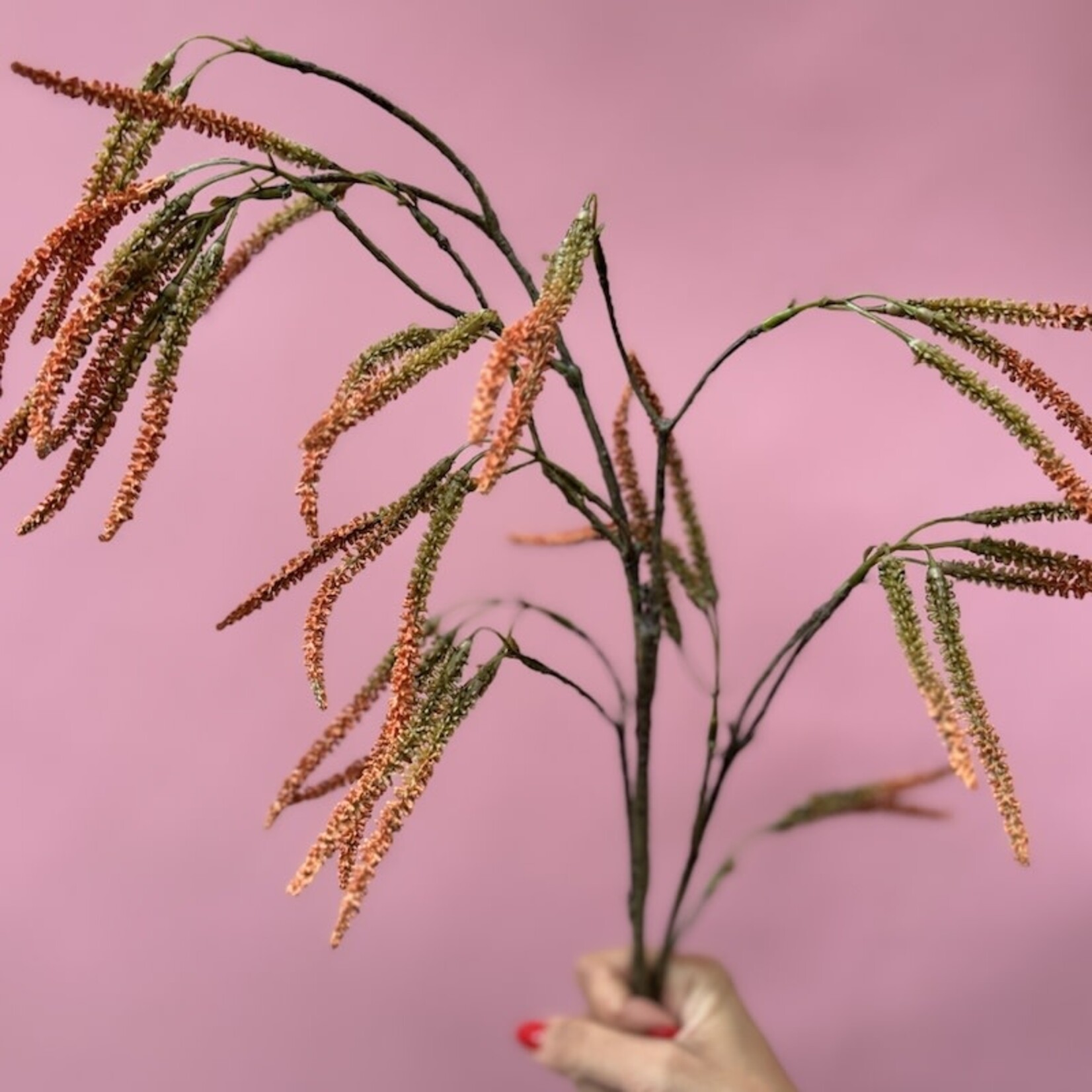 Zijden bloem - Amaranthus oranje