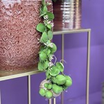 Slakken plant - Dischidia