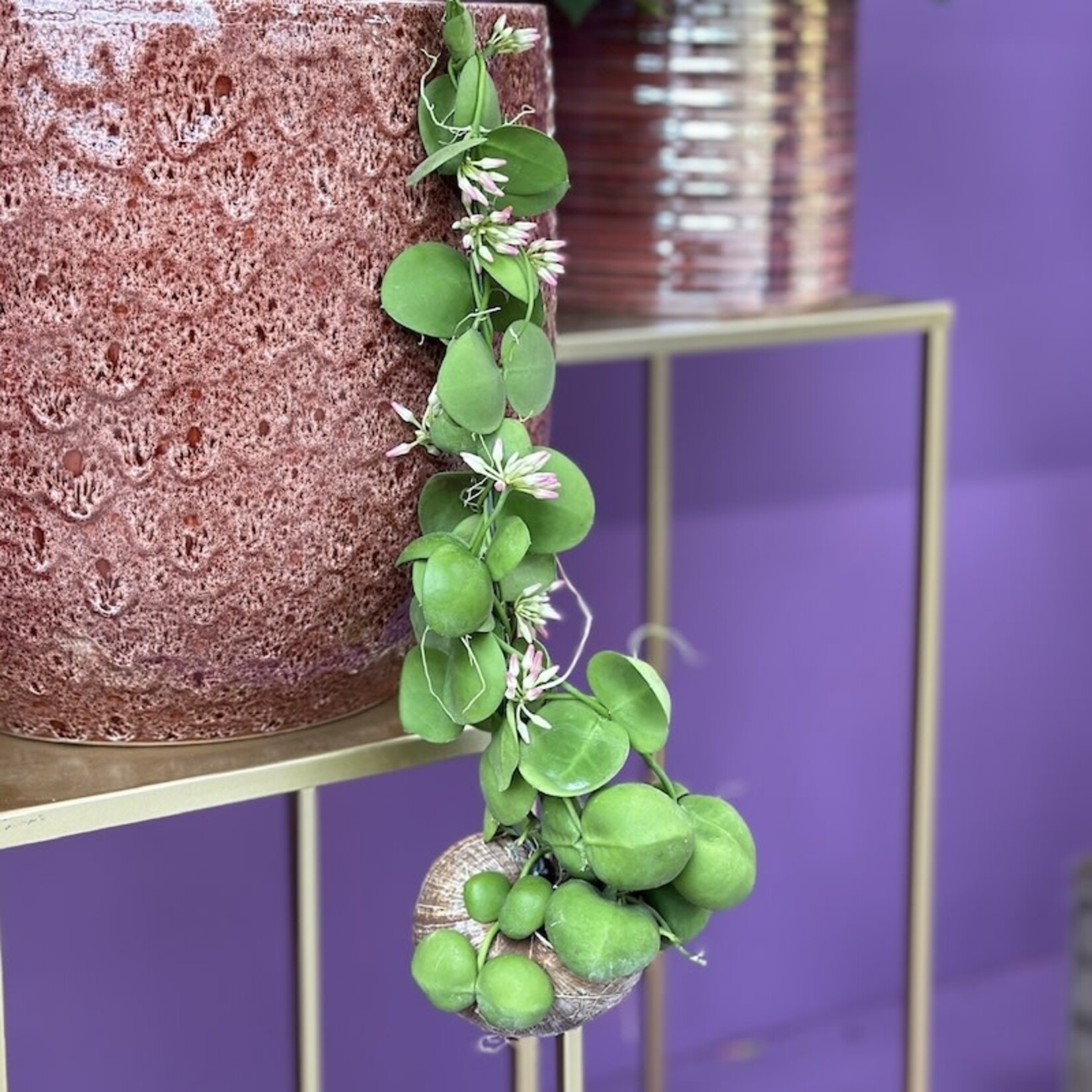 Slakken plant - Dischidia