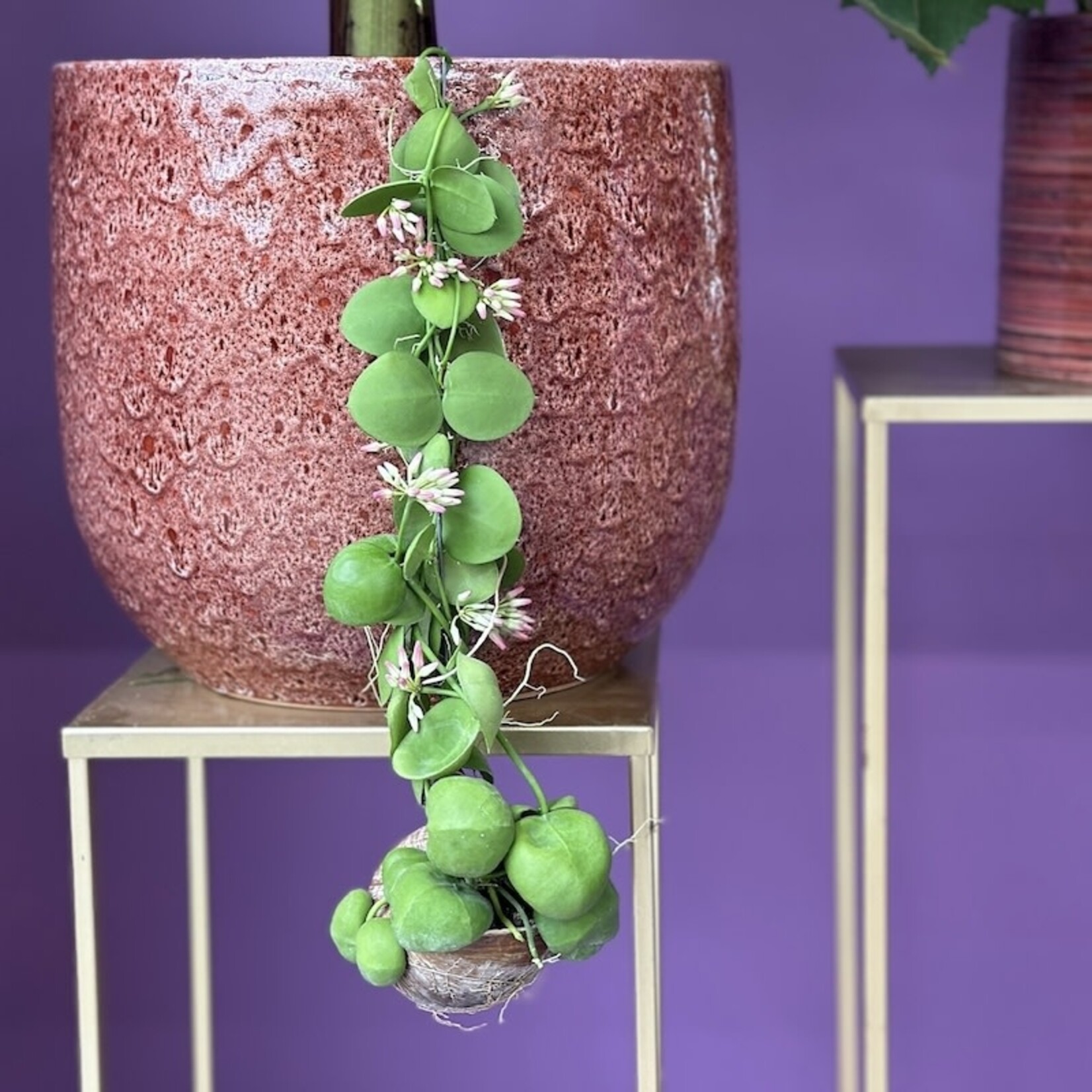 Slakken plant - Dischidia