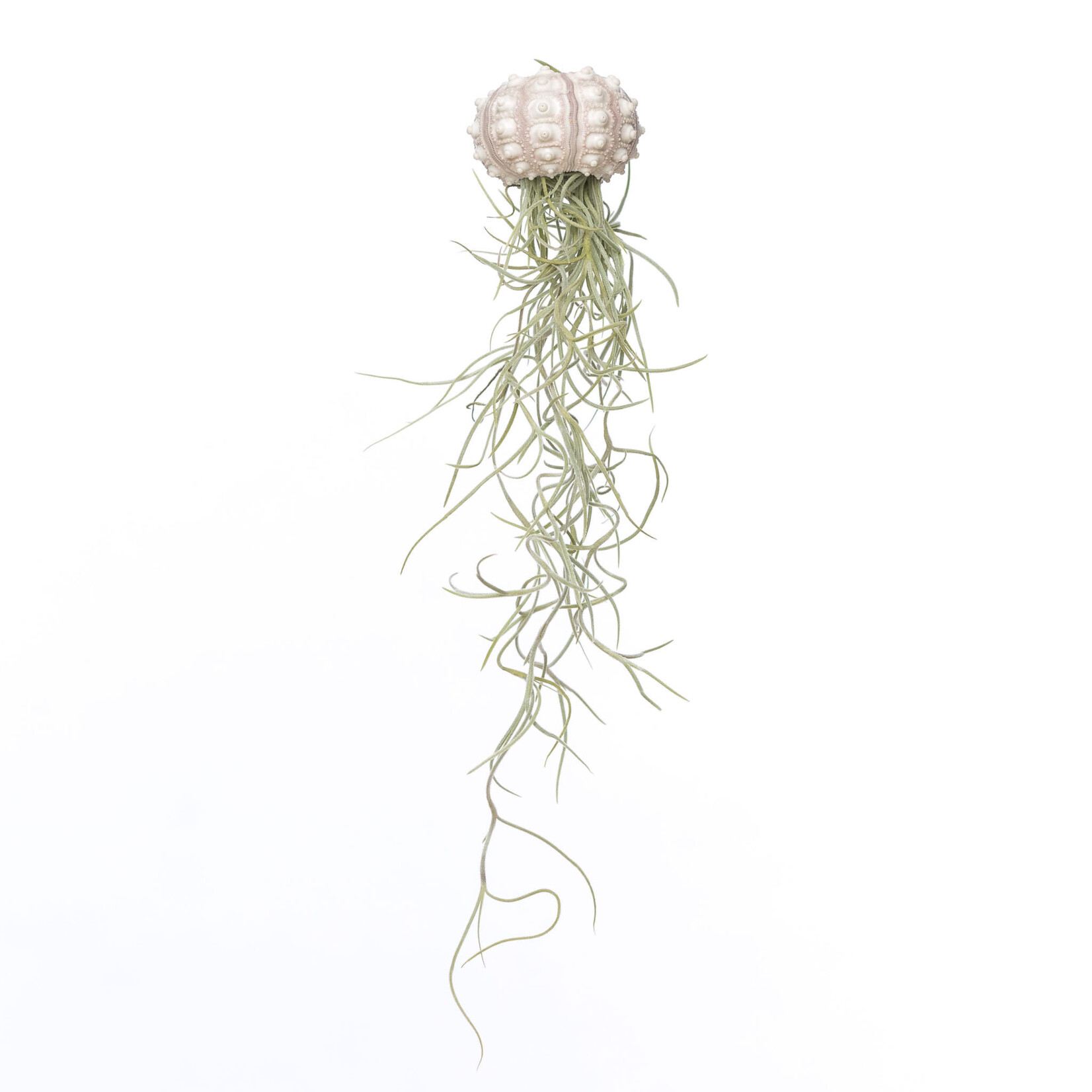 Tillandsia jellyfish - maat L