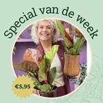 Groene Vingers Special van de week