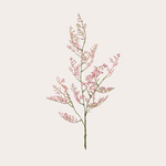 Zijden bloem - Limonium - roze