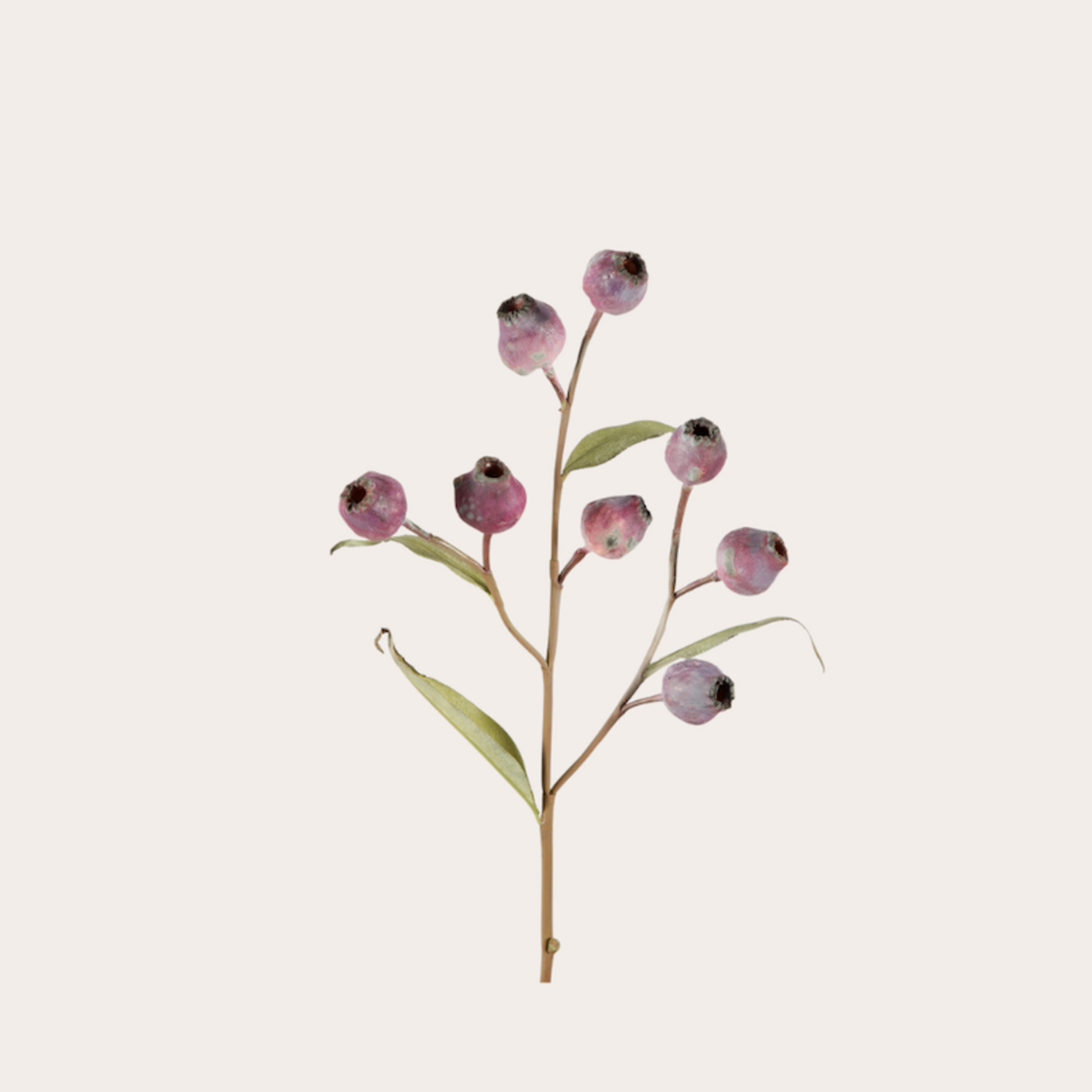 Zijden bloem - Eucalyptus bloem
