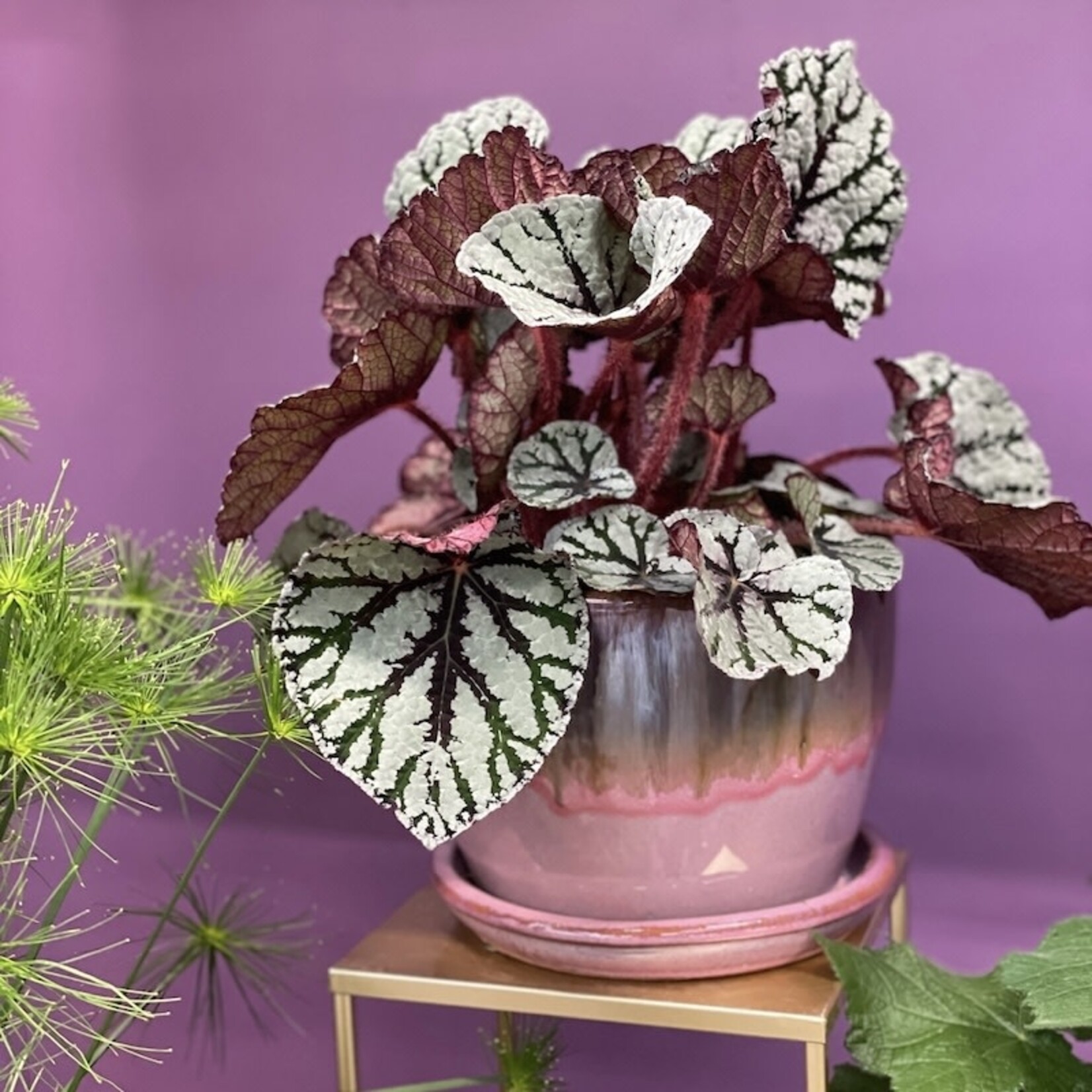 Begonia - Magic Colour