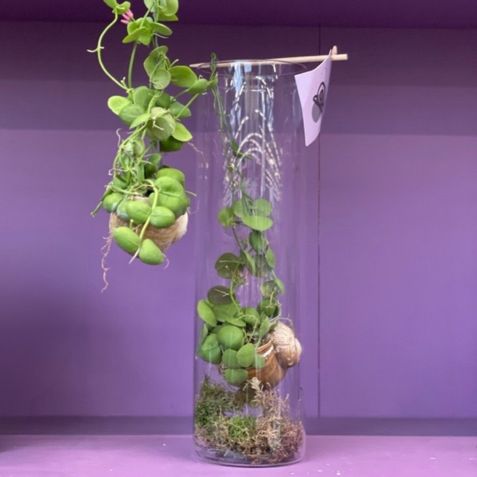 Slakken plant - Dischidia in glas
