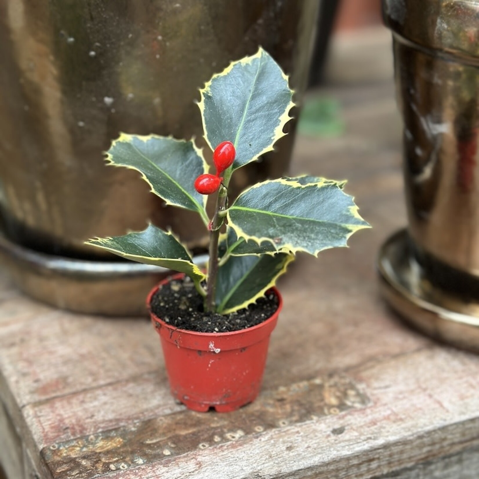 Hulst plantje - bont