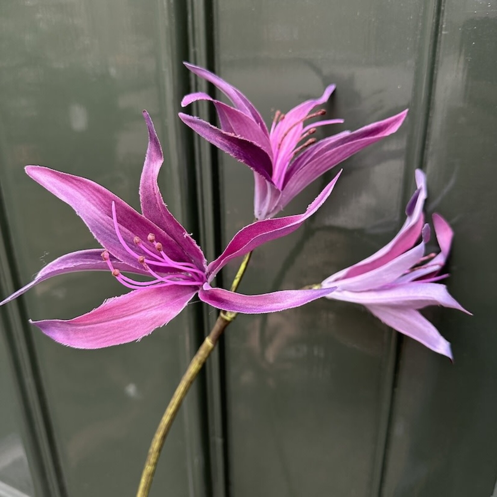 Zijden bloem - Hoya lily