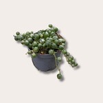 Senecio - Rowleyanus - mini