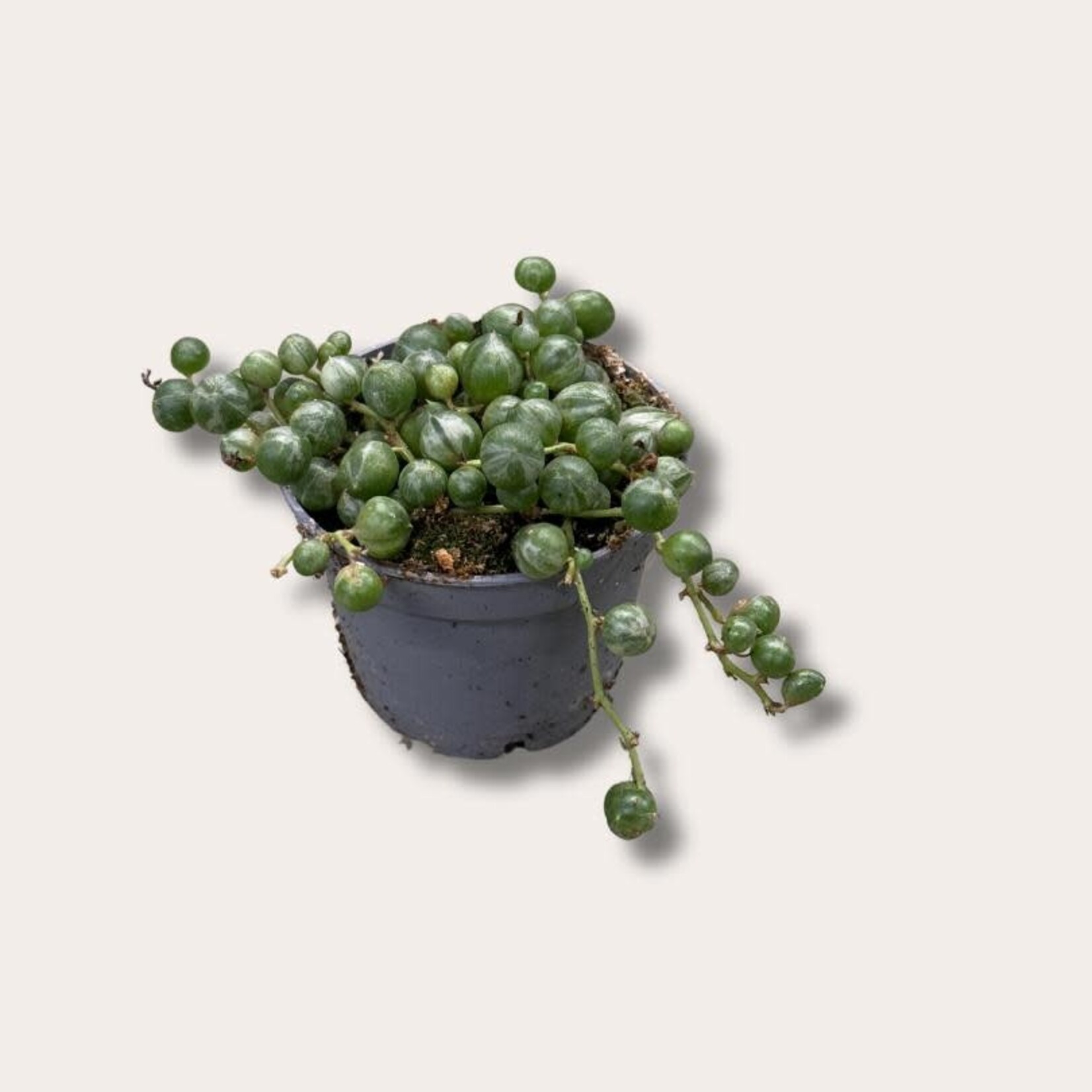 Senecio - Rowleyanus - mini